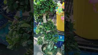 Bonsai tree 🌲#viralvideo #gardening