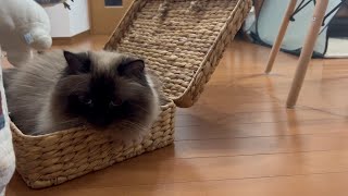 まんまと妹の罠にはまってしまったグラン#猫　#グリンとグランの陽だまり日記　#罠