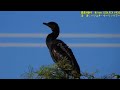 後半8分23秒から紹介する鳥の名前、ご存じありませんか？？【山田池公園探鳥】