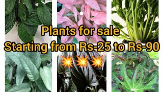 WhatsApp:9895462574.Plants for sale starting from Rs -25 to Rs-90