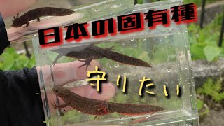 日本の固有種【在来種を守ろう】淀川ガサガサ日記㉒