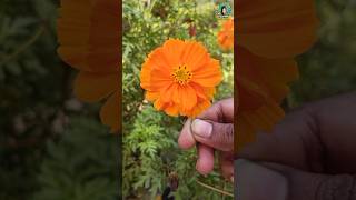 🤯அழகான காஸ்மோஸ் மலர்⁉️| Cosmos Flower | gardening | #abithaa_kk #cosmosflower #shortvideo #shorts