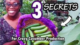 S3 EP 5: 💯% SUCCESS -   DO THIS NOW‼️3️⃣TOP SECRETS OF MAKING CUCUMBER PLANTS PRODUCING LIKE CRAZY🎯