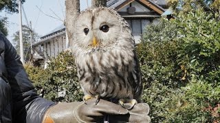 フカフカと4Kの瞳【フクロウ／Ural owl】 [4K] ZOO