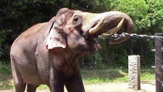 よこはま動物園ズーラシア「飼育員のとっておきタイム」～インドゾウ「ラスクマル」豪快に水を飲む  Elephant Drinking Water