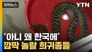 [자막뉴스] 무려 260여 개체...국제 멸종위기종들 왜 여기에 / YTN