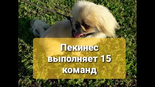 Умный пекинес выполняет команды!(Training of Pekingese)