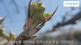 과수원집 맏며느리의 배농사 청하농원 신나는농부 240401