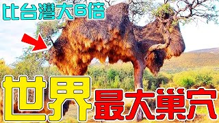 世界上最神奇的10大動物巢穴！第10名比胡佛水壩還大一倍！第9名堪稱動物界萬裡長城！人類也造不出來！|#top #top10 #科普 #世界 #世界之最 #盘点