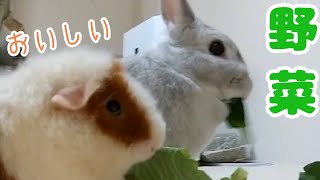 無農薬野菜を食べるうさぎとモルモット【Bunny and guinea pig】＃014