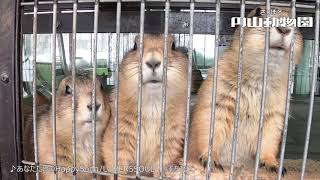 今日の円山動物園【2020年3月6日part1】