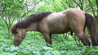 【異世界漫画】How To Feed The Wild Horse - Fantastic Satisfying A Girl Video - Relax Every Day With Horse