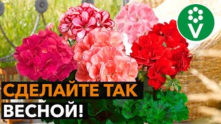 2 приема для ЭФФЕКТНОГО ЦВЕТЕНИЯ пеларгонии!