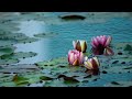 water lilies floating peacefully with relaxing music 4k uhd