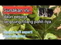 CARA MENGHILANGKAN PAHIT PADA DAUN PEPAYA part 1