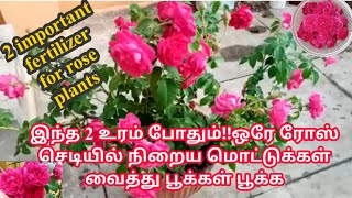 இந்த 2 உரம் போதும்!!ஒரே ரோஸ் செடியில் நிறைய மொட்டுக்கள் வைத்து பூக்கள் பூக்க/Organic fertilizer rose