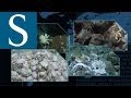 Exploring our Oceans MOOC | University of Southampton