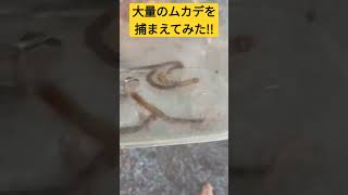 大量のムカデを捕まえてみた!!