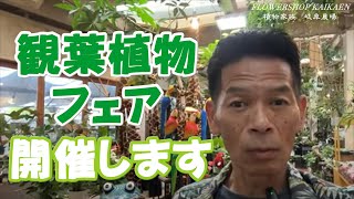 福井本店から生ライブ　観葉植物フェアー開催します　植物紹介【おうちでグリーン】開花園チャンネル