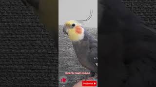 Monty The Naughty Cockatiel whistling. cute and adorable whistles. smart bird❤️