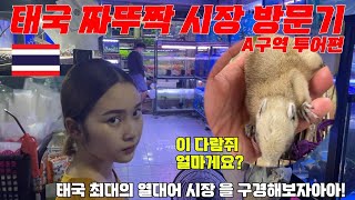 태국 토종 다람쥐가 2000원? 베타가 500원이라고요? 슈가글라이더가 4만원? 비어디드래곤이 8만원? 얼마나 싸고 저렴한지 태국짜뚜짝 시장으로 구경갑시다.