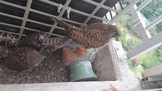 다 자란 새끼 어미가 먹이 챙겨주는 데...언제 이소 할려나??The mother of a mature baby takes care of her food.