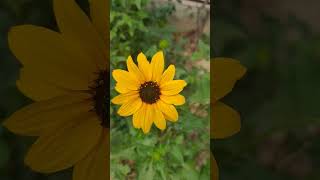 Sunflower |@garden_god #flowers #flowerplant #shorts #viral #gardening #homegarden #homegardening