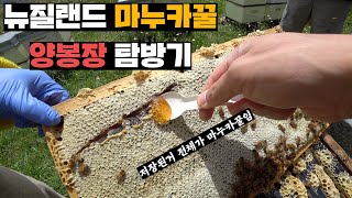 전세계에서 가장 유명한 꿀, 마누카 양봉장 들러서 꿀퍼먹기