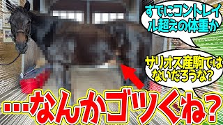 ボインビューティー23 ← コントレイル産駒の中でも割と異質なボディとガタイをしている馬…に対するみんなの反応！【競馬 の反応集】