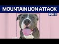 Pit bull killed by Los Angeles mountain lion