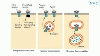 downregulation