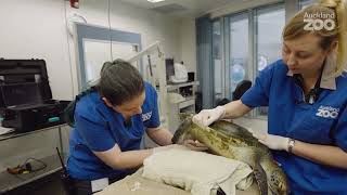 Wild green turtle received urgent treatment at Auckland Zoo.