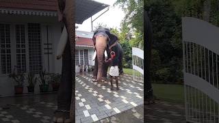 വെറുതെ പേടിച്ചു....Kerala Elephant