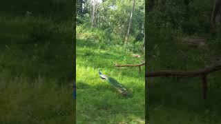 #youtubeshorts #savenature #peacocks #nationalbirds