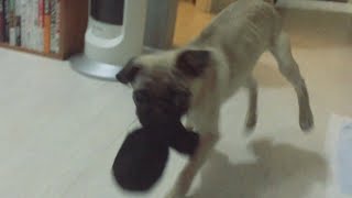 【犬らしい動き】わんちゃんは靴下が大好き☆Pug KUROMAME Puppy