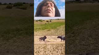 Lion V/s Buffalo 😰😭 Bison protects her Cub \u0026 intercepts Lion 🦁 #shortvideo #lion #buffalo #animals