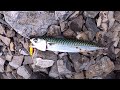 Lots Of Mackerels - Fishing in Oslo Norway - Makrell fisking med sluk\hekle - Oslofjorden - 2021