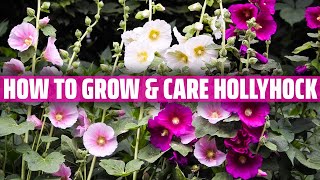 Hollyhock – How to grow and care for it