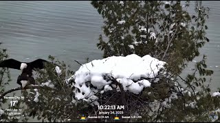 Traverse City, MI Bald Eagle 24 01 2025 1    ~  Harry \u0026 Harriet  -  amory