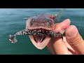 【マリーナシティ】禰豆子みたいな魚が釣れた