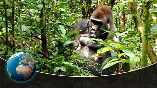 Gorillas - Kings of the jungle