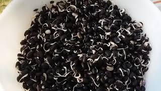 How to sprout black beans and retain the pigment