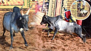 களத்தை அதிர வைத்த காளை🐂💥💥//Jallikattu Videos//Jallikattu Videos 2023_2024//@Kalathil_Santhippom