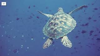 Giant Sea Turtles | Amazing Coral Reef Fish | The Best RELAX MUSIC (1080p HD)