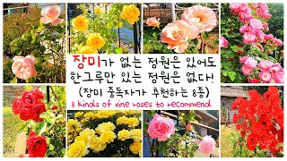 [정원 이야기 4k]직접 키워보고 추천하는 넝쿨장미 8종 추천/독일 넝쿨장미/프랑스 넝쿨장미/장미 정원을 빛내줄 넝쿨장미/a vine rose/つるバラ