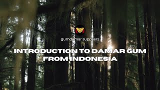 Introduction to Damar Gum from Indonesia | The Secret Behind High-Quality Resin