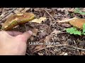 porcini picking in japan