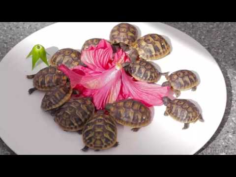 Baby Tortoises Eating Baby Tortoises Eating