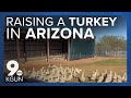 Farm to Table: Raising a Thanksgiving turkey in Southern Arizona