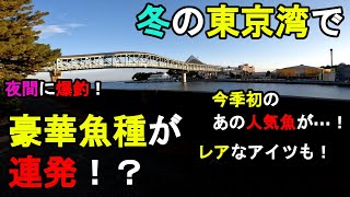 【神奈川県某所】冬の東京湾で豪華魚種が連発！？海釣りオフシーズン期間の年末の時期に、関東地方の東京湾側に面している釣り場で、とある魚を狙って数日間釣りしてみたら…！【2024年12月下旬】